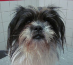 Raffy,chi-hua-hua x shih-tzu reu, 3 jr, heeft een stijve rug, met een zgn positieve wipplank proef. Hij krijgt acupunct.